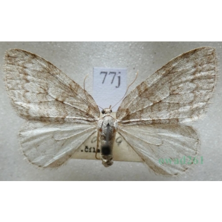 Epirrita christyi (Allen, 1906) Paśnik grabowiak Czech77j